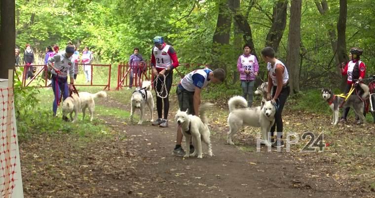 В Нижнекамске прошли гонки на собачьих упряжках