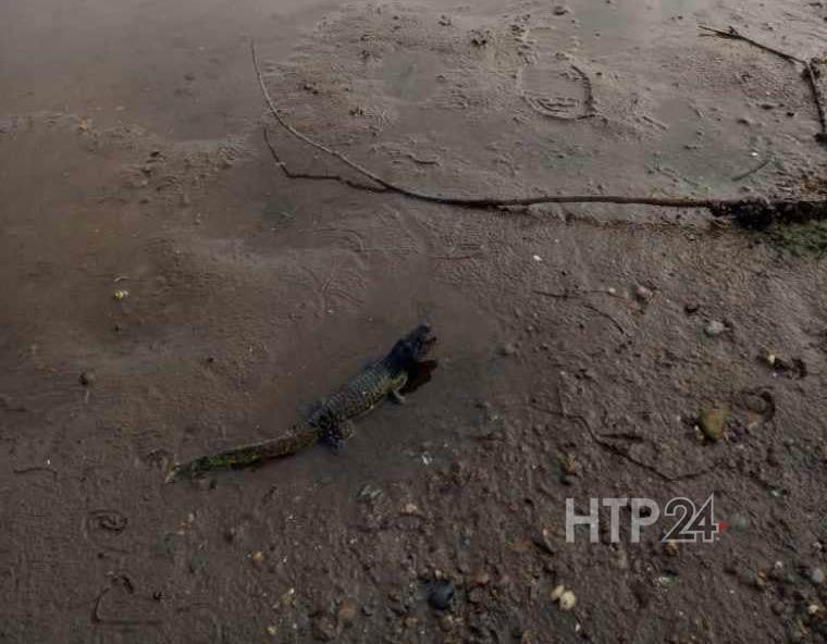 В камских водах обнаружили крокодила