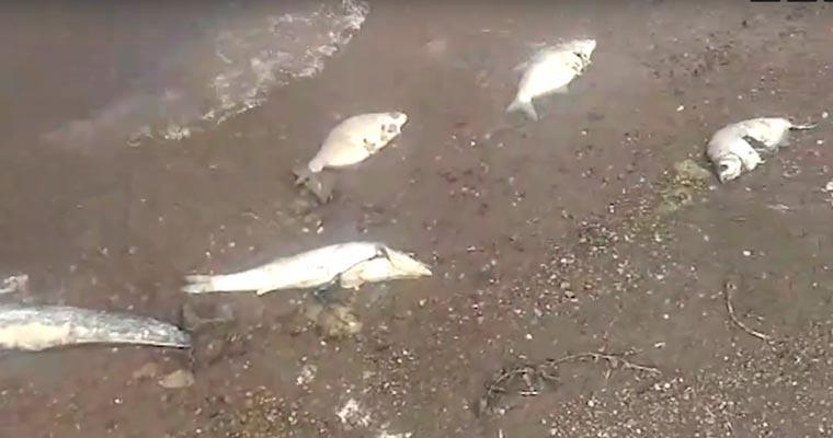 Татарстанцы стали очевидцами массового замора рыбы