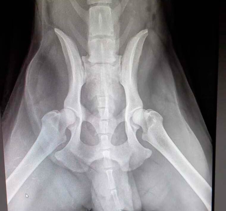 Рентген тазовой кости