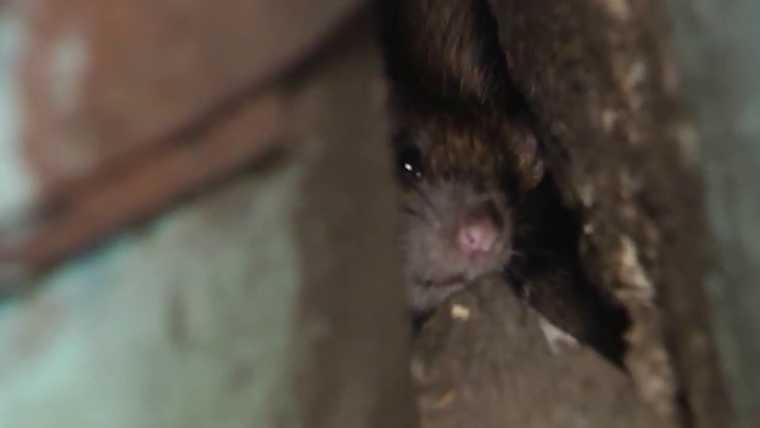 В Нижнекамске в одном доме тараканы живут в кастрюлях, а крысы - в мусоропроводе