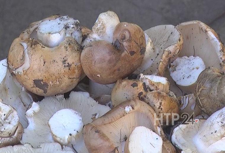 В Татарстане 11-месячный ребёнок отравился грибами