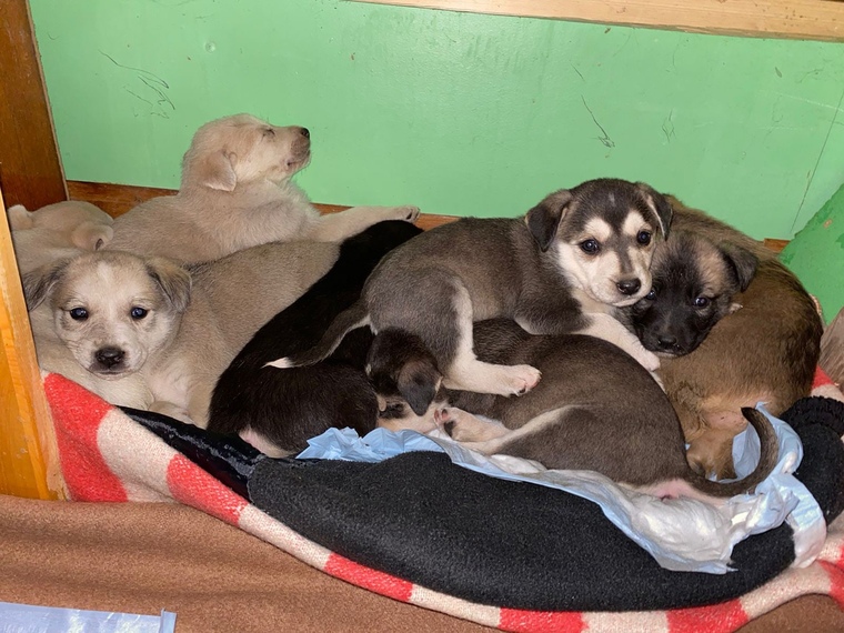 «Люди! У нас "щенкопад"»: В Нижнекамске в руки к волонтерам попали 50 щенят, которым нужна помощь