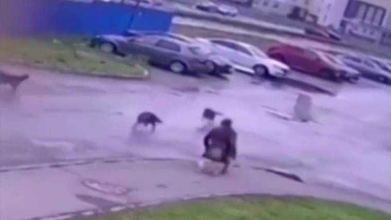 На видео попало, как в России инвалид-колясочник защищал своего питомца от бродячих собак