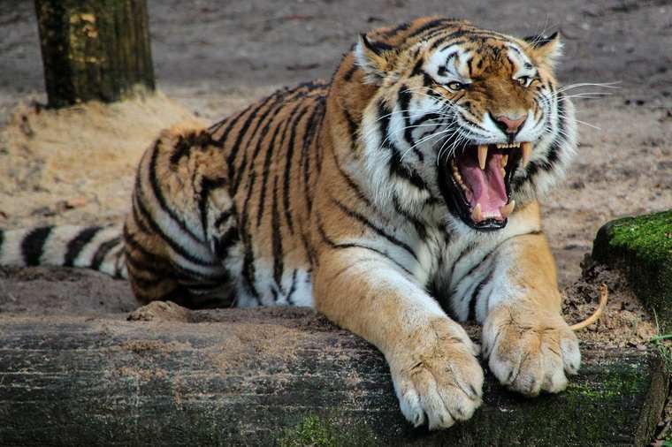 В Крыму тигр откусил палец годовалому ребёнку