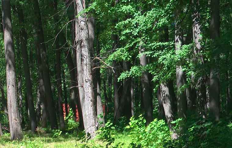 В Татарстане на 1 тыс. га леса проведены работы содействию естественному лесовосстановлению