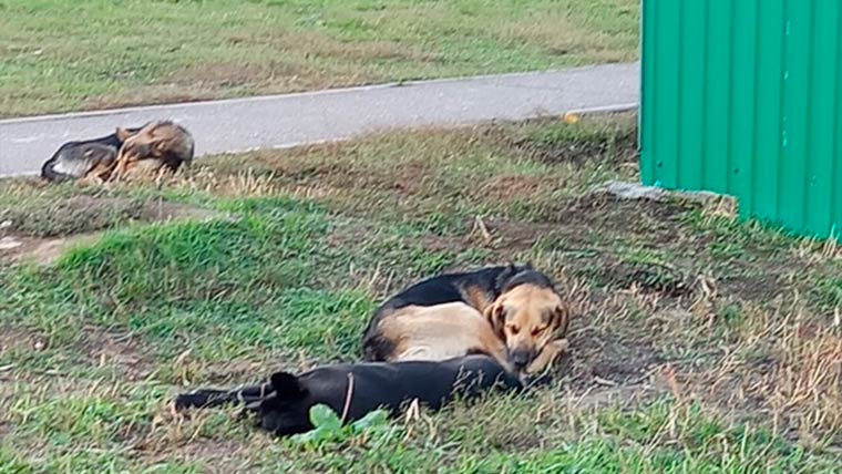 Жители Нижнекамска заметили стаи собак в нескольких районах города