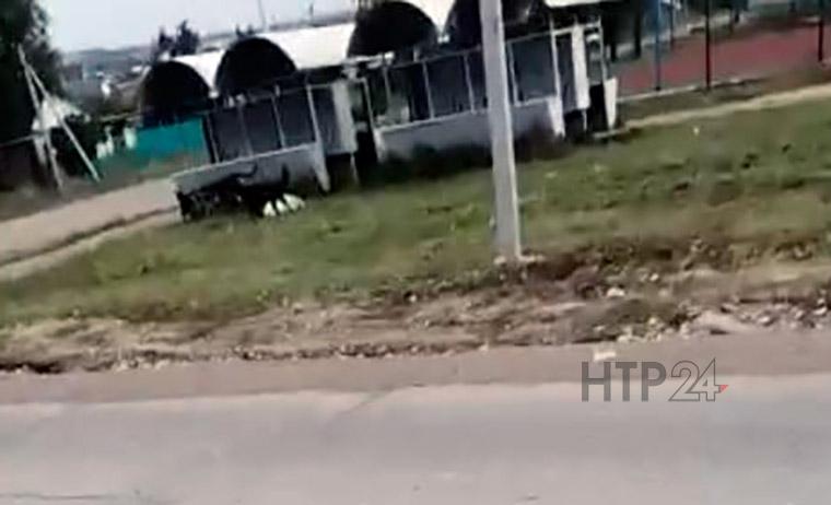 В Нижнекамском районе стая бродячих псов атаковала козу