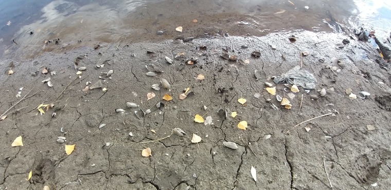 Жители Нижнекамска переживают из-за аномального обмеления реки Зай