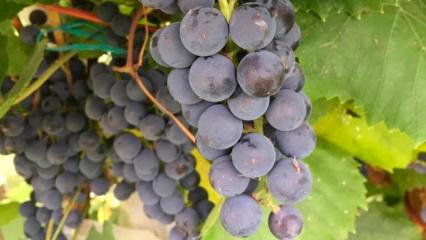 Агроном рассказал о важных нюансах осеннего ухода за виноградом, чтобы не навредить растениям