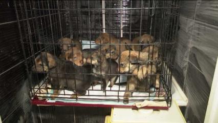 Нижнекамские волонтеры спасли умирающих в лесу щенят - НТР 24