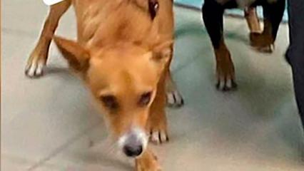 В Нижнекамске девочка подверглась нападению собаки - НТР 24