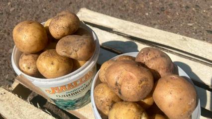 В Татарстане заметили рост цен на картофель, практически в два раза