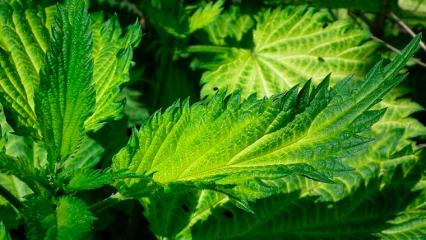 В Татарстане  женщину пытался задушить бывший муж — её спасли куст и соседка - НТР 24