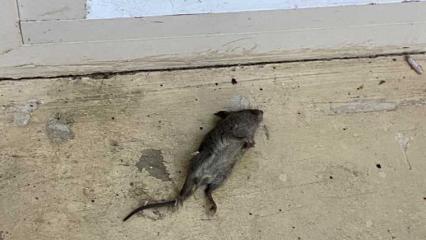 Нижнекамцы нашли дохлую мышь в одном торговом центре