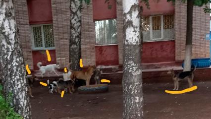 Жители Нижнекамска испугались стаи собак около спорткомплекса «Нефтехимик»