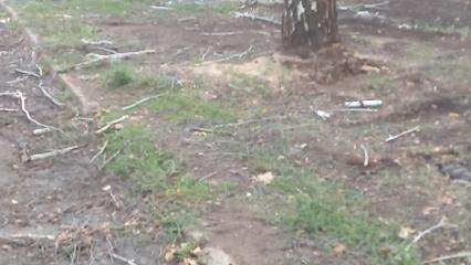 Нижнекамцы после зачистки территории от деревьев «Департаментом ЖКХ» нашли новую проблему