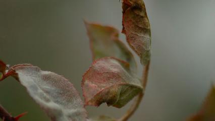В Татарстане вновь объявлено штормовое предупреждение из-за заморозков - НТР 24