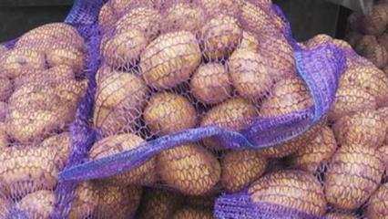 Нижнекамцам озвучили цены на сельхозпродукцию на ярмарках в день выборов - НТР 24