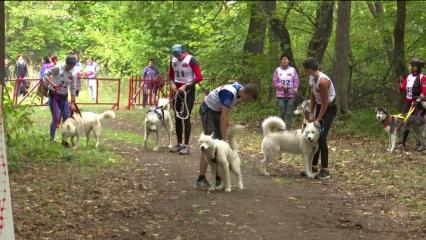 В Нижнекамске прошли гонки на собачьих упряжках - НТР 24
