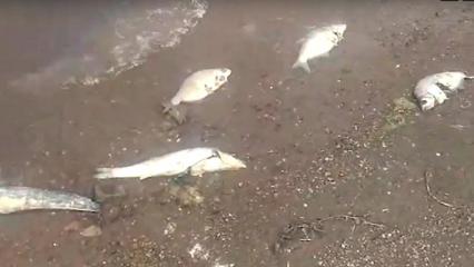 Татарстанцы стали очевидцами массового замора рыбы