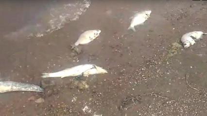 Минэкологии Татарстана опровергло факт массового замора рыбы