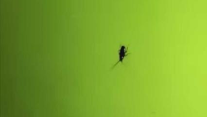 Некоторые районы Нижнекамска атаковали тараканы