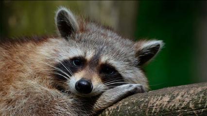 Житель Татарстана хотел купить енота и лишился денег - НТР 24