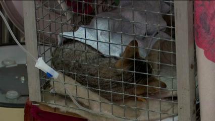 Председатель нижнекамского фонда «Дом Надежды» рассказала о состоянии котёнка с отрезанной лапкой - НТР 24