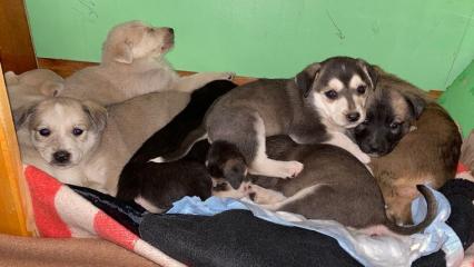 «Люди! У нас "щенкопад"»: В Нижнекамске в руки к волонтерам попали 50 щенят, которым нужна помощь - НТР 24