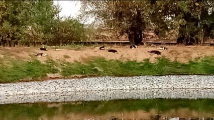 Жительница Нижнекамска испугалась обитателей экопарка - НТР 24