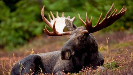 Жителей Нижнекамска предупредили о диких животных на дороге - НТР 24