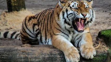 В Крыму тигр откусил палец годовалому ребёнку