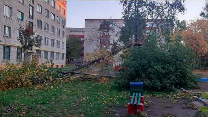 В Нижнекамске на детскую площадку упало дерево - НТР 24