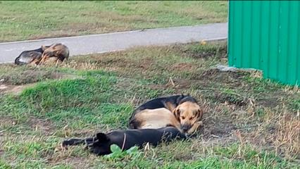 Жители Нижнекамска заметили стаи собак в нескольких районах города - НТР 24