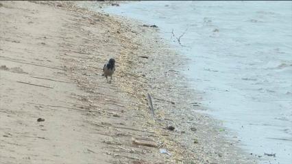 В Челнах на берегу реки обнаружен мертвый нижнекамец