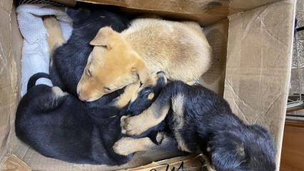 Нижнекамцам рассказали, что нужно делать для уменьшения популяции бездомных собак в городе - НТР 24