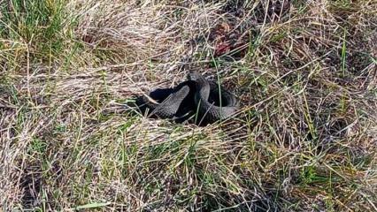 В одном из районов Татарстана нашли редких ядовитых змей