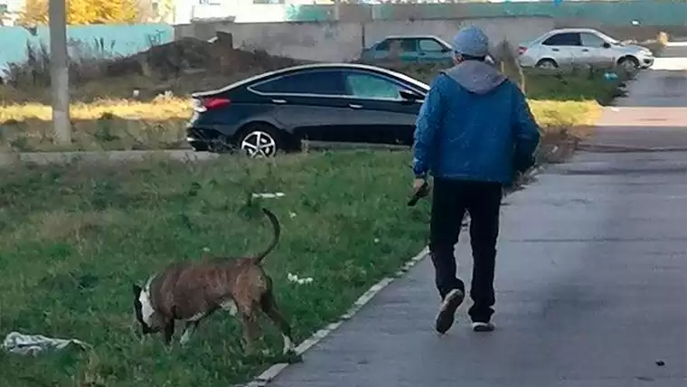«Моя собака не кусается, если я рядом»: нижнекамцы боятся соседа с бойцовским псом