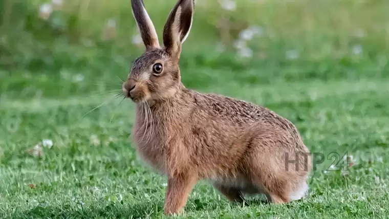 В Татарстане откроется сезон охоты на зайца-русака