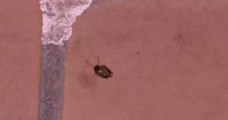 Как бороться с тараканами