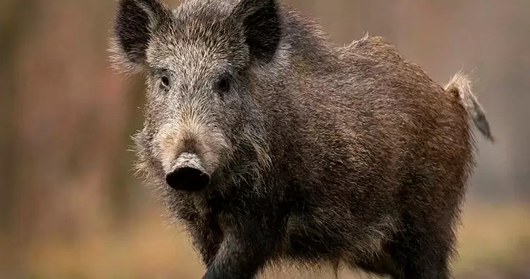 Татарстанцев предупредили о вспышке африканской чумы свиней
