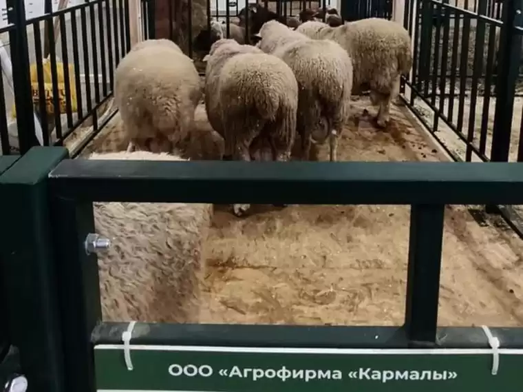 Овцы «Татарстанской» породы
