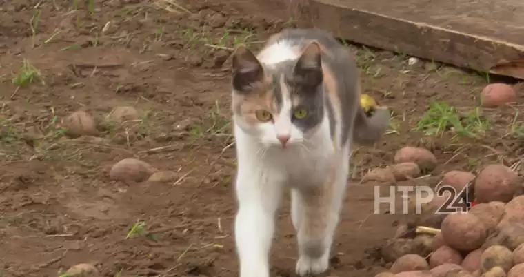 Карантин в селе под Нижнекамском ввели из-за кота