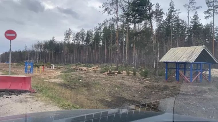 Ели, оказавшиеся на пути строительства М-12, пересадили вглубь леса