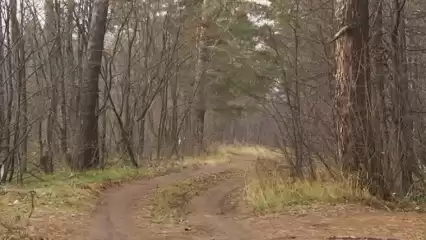 Жители Нижнекамска возмущаются тем, что их не пускают в Корабельную рощу - НТР 24