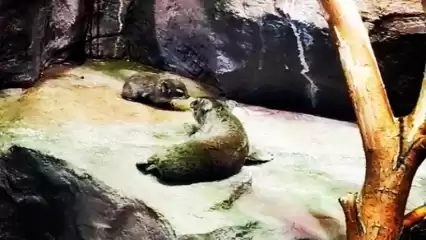 В Татарстане на свет появились родственники слонов размером с кошку - НТР 24