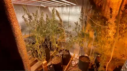 В Татарстане сотрудники госнаркоконтроля обнаружили плантацию конопли в бане - НТР 24