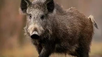 Татарстанцев предупредили о вспышке африканской чумы свиней - НТР 24