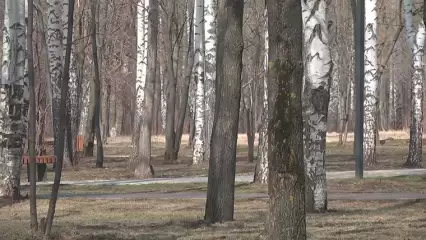 В Татарстане завершены работы по лесовосстановлению